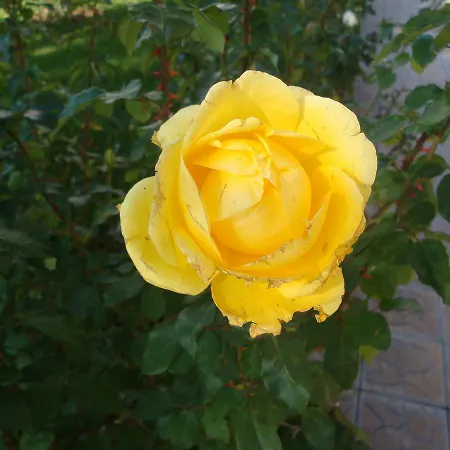 Riviera By Kalina Resort, Apartament *