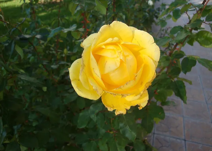 Riviera By Kalina Resort, Apartamento *