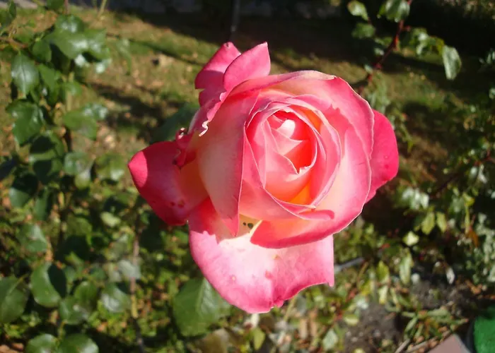 Riviera By Kalina Resort, Apartamento